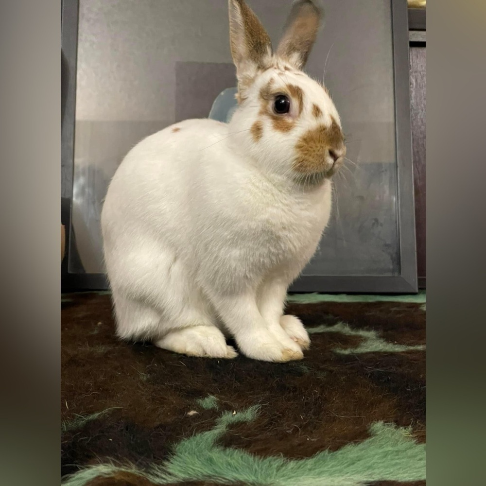 HANDCRAFTED photography as a print of a bunny rabbit NWT decor for all ages